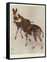 The Okapi (Ocapia Johnstoni), the New Animal Discovered in Central Africa-Harry Hamilton Johnston-Framed Stretched Canvas