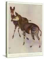 The Okapi (Ocapia Johnstoni), the New Animal Discovered in Central Africa-Harry Hamilton Johnston-Stretched Canvas