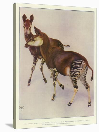 The Okapi (Ocapia Johnstoni), the New Animal Discovered in Central Africa-Harry Hamilton Johnston-Stretched Canvas