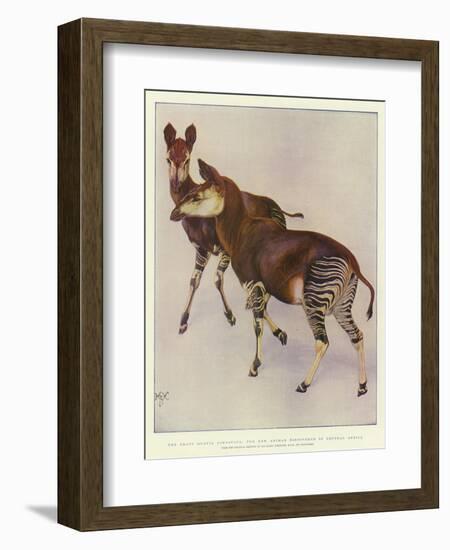 The Okapi (Ocapia Johnstoni), the New Animal Discovered in Central Africa-Harry Hamilton Johnston-Framed Giclee Print