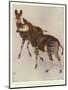 The Okapi (Ocapia Johnstoni), the New Animal Discovered in Central Africa-Harry Hamilton Johnston-Mounted Giclee Print