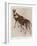 The Okapi (Ocapia Johnstoni), the New Animal Discovered in Central Africa-Harry Hamilton Johnston-Framed Giclee Print