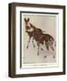 The Okapi (Ocapia Johnstoni), the New Animal Discovered in Central Africa-Harry Hamilton Johnston-Framed Premium Giclee Print