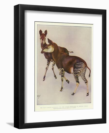 The Okapi (Ocapia Johnstoni), the New Animal Discovered in Central Africa-Harry Hamilton Johnston-Framed Premium Giclee Print