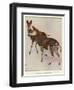 The Okapi (Ocapia Johnstoni), the New Animal Discovered in Central Africa-Harry Hamilton Johnston-Framed Premium Giclee Print