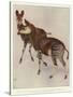 The Okapi (Ocapia Johnstoni), the New Animal Discovered in Central Africa-Harry Hamilton Johnston-Stretched Canvas