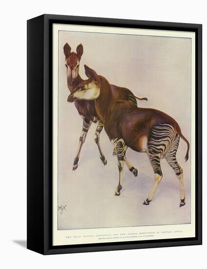The Okapi (Ocapia Johnstoni), the New Animal Discovered in Central Africa-Harry Hamilton Johnston-Framed Stretched Canvas