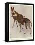 The Okapi (Ocapia Johnstoni), the New Animal Discovered in Central Africa-Harry Hamilton Johnston-Framed Stretched Canvas