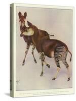 The Okapi (Ocapia Johnstoni), the New Animal Discovered in Central Africa-Harry Hamilton Johnston-Stretched Canvas