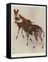 The Okapi (Ocapia Johnstoni), the New Animal Discovered in Central Africa-Harry Hamilton Johnston-Framed Stretched Canvas