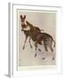 The Okapi (Ocapia Johnstoni), the New Animal Discovered in Central Africa-Harry Hamilton Johnston-Framed Premium Giclee Print