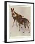 The Okapi (Ocapia Johnstoni), the New Animal Discovered in Central Africa-Harry Hamilton Johnston-Framed Premium Giclee Print