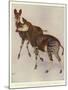 The Okapi (Ocapia Johnstoni), the New Animal Discovered in Central Africa-Harry Hamilton Johnston-Mounted Premium Giclee Print