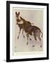 The Okapi (Ocapia Johnstoni), the New Animal Discovered in Central Africa-Harry Hamilton Johnston-Framed Giclee Print