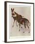 The Okapi (Ocapia Johnstoni), the New Animal Discovered in Central Africa-Harry Hamilton Johnston-Framed Giclee Print