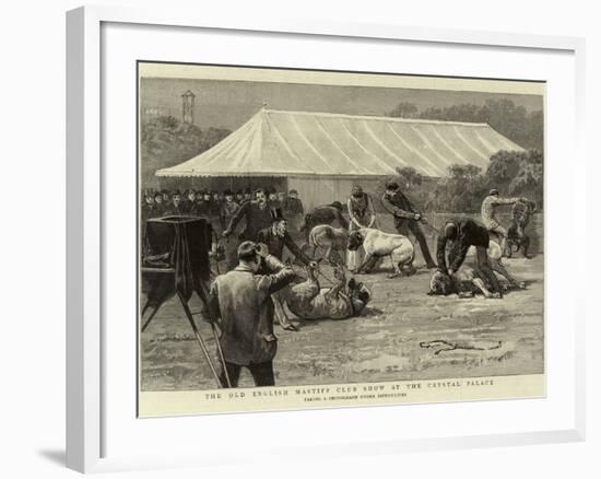 The Old English Mastiff Club Show at the Crystal Palace-null-Framed Giclee Print