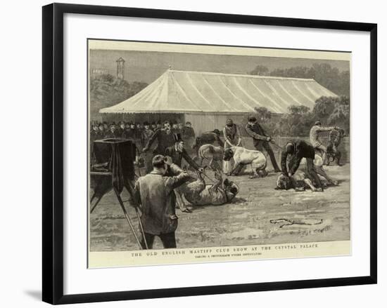 The Old English Mastiff Club Show at the Crystal Palace-null-Framed Giclee Print