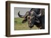 The Old Fighter-Piet Flour-Framed Photographic Print