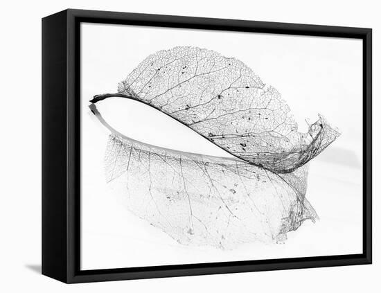 The Old Leaf-Katarina Holmström-Framed Stretched Canvas