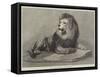 The Old Lion of the Zoological Society's Collection-null-Framed Stretched Canvas