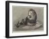 The Old Lion of the Zoological Society's Collection-null-Framed Giclee Print