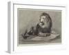 The Old Lion of the Zoological Society's Collection-null-Framed Giclee Print