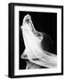 The Old Maid, 1939-null-Framed Photographic Print