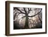 the old oak-Phillipe Manguin-Framed Photographic Print