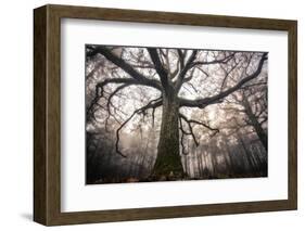 the old oak-Phillipe Manguin-Framed Photographic Print