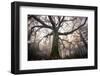 the old oak-Phillipe Manguin-Framed Photographic Print