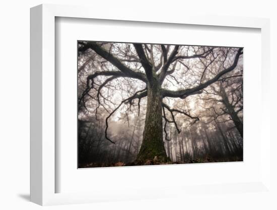 the old oak-Phillipe Manguin-Framed Photographic Print