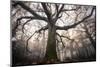 the old oak-Phillipe Manguin-Mounted Photographic Print