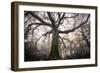 the old oak-Phillipe Manguin-Framed Photographic Print