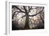 the old oak-Phillipe Manguin-Framed Photographic Print