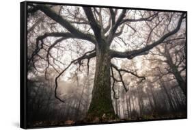 the old oak-Phillipe Manguin-Framed Stretched Canvas
