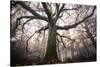 the old oak-Phillipe Manguin-Stretched Canvas