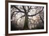 the old oak-Phillipe Manguin-Framed Photographic Print