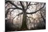 the old oak-Phillipe Manguin-Mounted Photographic Print