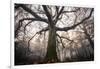 the old oak-Phillipe Manguin-Framed Photographic Print