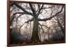 the old oak-Phillipe Manguin-Framed Photographic Print