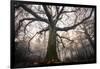 the old oak-Phillipe Manguin-Framed Photographic Print