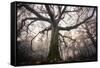 the old oak-Phillipe Manguin-Framed Stretched Canvas