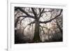 the old oak-Phillipe Manguin-Framed Photographic Print