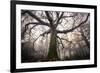 the old oak-Phillipe Manguin-Framed Photographic Print