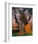 The Old Olive Tree-Félix Vallotton-Framed Giclee Print