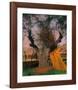 The Old Olive Tree-Félix Vallotton-Framed Giclee Print