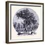 The Old Olm in Boston Common United States of America-null-Framed Giclee Print