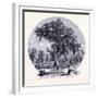 The Old Olm in Boston Common United States of America-null-Framed Giclee Print