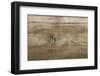 The Old Paint Wood Texture with Natural Patterns-Madredus-Framed Photographic Print