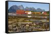 The Old Trading Centre of Kjerringoy, Nordland, Norway, Scandinavia, Europe-Doug Pearson-Framed Stretched Canvas